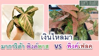 เงินไหลมา​ มาการิต้า​พิงค์พาส​ VS เงินไหลมา​พิงค์เฟลค​| Syngonium Margarita(Pink Pass)VS PinkFlecked