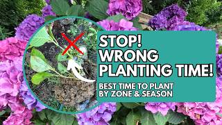 Best Time to Plant Hydrangeas by Season and USDA Zone | Hydrangea | Hydrangea Care