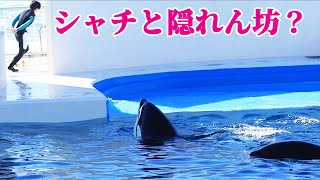 シャチと隠れん坊するトレーナーさん最高!! 鴨川シーワールド シャチショー KamogawaSeaWorld  orca killerwhale