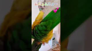 シロハラインコ華ちゃん🐥（サンバのリズムに合わせて…🚿💃💦🦇😊🐟👩‍🦰👀❓）