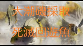 死滅回遊魚採取 大漁シーズン2 2021. 10. 8