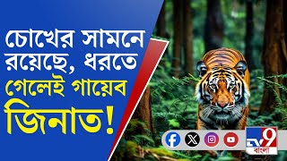 Jhargram Tiger Viral Video: ঘন ঘন অবস্থান বদল করে বাঘিনী জিনাত ঘুরছে অদ্ভুত অদ্ভুত জায়গায়!