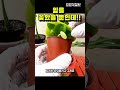 잎을 흙에 꽂으면 놀라운 일이 plants 반려식물 번식 페페로미아