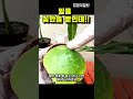 잎을 흙에 꽂으면 놀라운 일이 plants 반려식물 번식 페페로미아