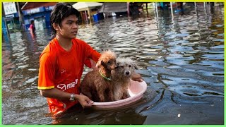 100 Animals That Asked People for Help & Kindness !