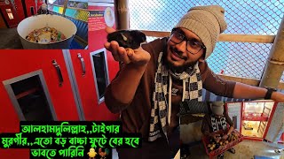 আলহামদুলিল্লাহ,,টাইগার মুরগীর,,এতো বড় বাচ্চা ফুটে বের হবে ভাবতে পারিনি 🐥🐓