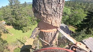 Methods of Tree Removal