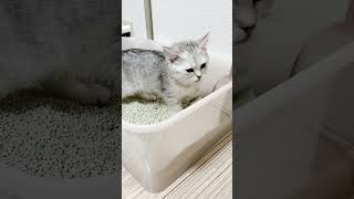 iPhoneが自動で思い出動画を生成してくれました！2022～2023年冬編 #shorts #minuetcat #cat #kitten #子猫 #猫 #ミヌエット #iPhone #foryou