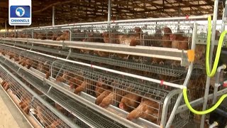 CBN Laments Effect Of Imported Chicken On Economy