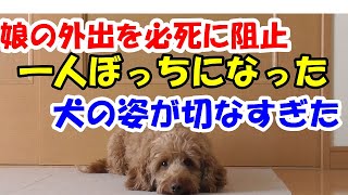 犬が子供の外出を必死に阻止する姿が可愛い！娘が行った後の犬がすごく切ないです。【保護犬のミックス犬ダップーとの暮らしのVlog】