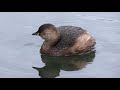 little grebe tachybaptus ruficollis