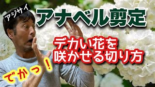 デカ花満開【アジサイアナベル】この位置で切ってください【紫陽花】【庭木剪定】