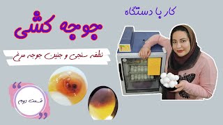 کار با دستگاه جوجه کشی (قسمت دوم) | نطفه سنجی و جنین جوجه مرغ