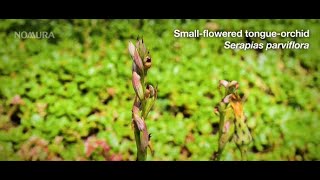 Rare orchids found on Nomura's London office rooftop garden