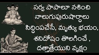 మృత్యు భయం,శనిదోషం తొలగించే దత్తాత్రేయుని వృక్షం /datta vrukshalu/ #yt #datta #dattatreya #guru