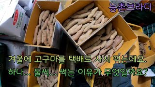 고구마 보관하기 힘드시죠..? 겨울에 썩는 고구마는 이유가 있다.