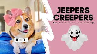 TALKING CORGI SEES GHOSTS! #shorts