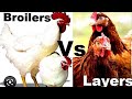 Layers OR Broilers? | This Will Help You Make A Choice ☑️        #poultryfarming #layers (#28)