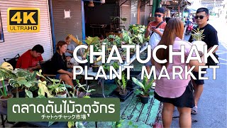 ตลาดต้นไม้จตุจักร 26 ธันวาคม 2567 Chatuchak Plant Market December 26th, 2024 チャトゥチャック市場 バンコク タイ