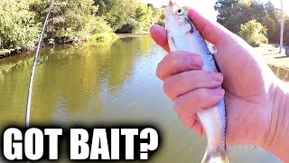 Easy Way to Catch Bait Fish Without a Net! Catching Bass \u0026 Catfish Bait