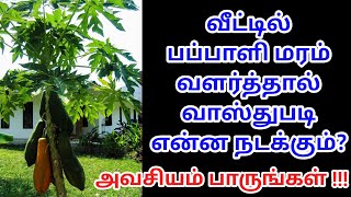 வீட்டில் பப்பாளி மரம் வளர்த்தால் வாஸ்துபடி என்ன நடக்கும்? அவசியம் பாருங்கள்!!! / @futurelife2024