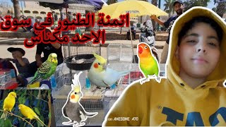 اتمنة الطيور 🦜 في سوق الاحد مكناس جولة في سوق الطيور