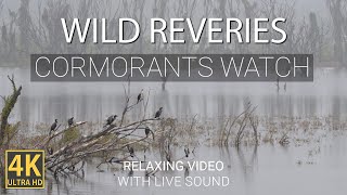 Cormorants Watch | Wild Reveries | 4K Relaxing Video