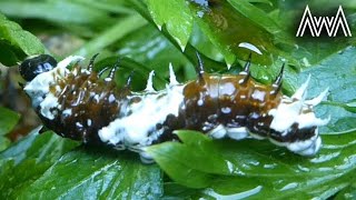 AwA Orchard Swallowtail Caterpillar (Papilio Aegeus)