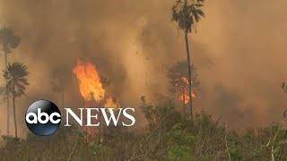 Amazon rainforest on fire: ‘Lungs of the world’ in flames l Nightline