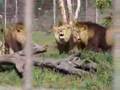 Lion brothers fight