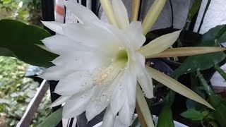 Queen of the Night blooming . This is free here in Germany..