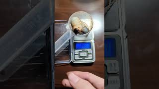 雞母蟲量體重28.37g，湯匙快裝不下了。#雞母蟲 #獨角仙