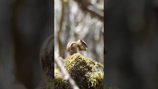 シマリス chipmunk #shorts