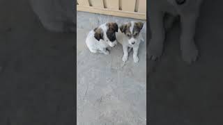 Cute Stray puppies in evening | Mountain Village | Nature Buddies #animals #ytshorts #youtubeshorts