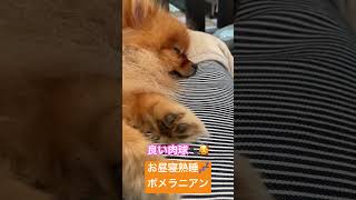 お昼寝熟睡💤ポメラニアン #ポメラニアン #dog #pomeranian #いぬのいる生活 #肉球の日