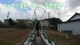 20200513 名瀬方面圃場 キュウリ支柱・誘引ネット設置作業