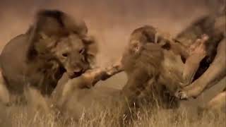 Epic Lion Battles: Witness the Ferocious Fights of the African Savannah