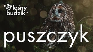 Leśny Budzik - Puszczyk