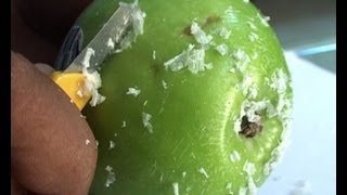 Poisionous Food Sales: Wax Covering Over Imported Apples