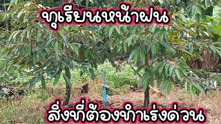 ทุเรียนหน้าฝน สิ่งที่ต้องทำเร่งด่วน