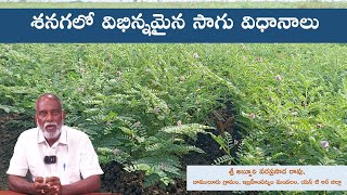 శనగలో విభిన్నమైన సాగు విధానాలు  || శ్రీ అబ్బూరి వరప్రసాద రావు, దాములూరు, ఇబ్రహీంపట్నం, NTR జిల్లా