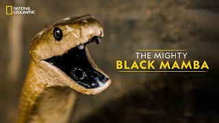 The Mighty Black Mamba | Legends of Venom | हिन्दी | National Geographic