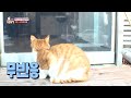 뻔뻔함으로 중무장한 미용실 불청객 길냥이 tv동물농장 animalfarm sbsstory