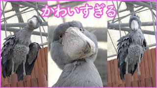 【これが実在の鳥?】ハシビロコウふたばちゃんのかわいい表情。【春のふたば25】Shoebill FUTABA 2022 spring