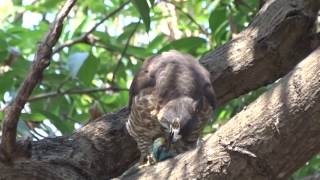 20170214體育公園鳳頭蒼鷹獵殺五色鳥