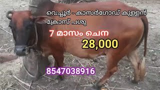 കാസർഗോഡ് കുള്ളൻ - വെച്ചൂർ ക്രോസ് പശു / 28,000 രൂപ / 7 മാസം ചെന / 8547038916