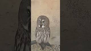 Rare Grey Owl Surprised Us