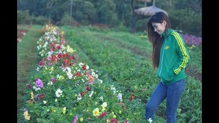 ปลายฝนต้นหนาวที่ ดอยอ่างขาง บ้านนอแล บ้านขอบด้ง อ.ฝาง เชียงใหม่ Doi Angkhang Chiang Mai 2017