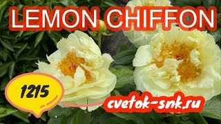 Нежно-желтый пион LEMON CHIFFON / Сад Ворошиловой