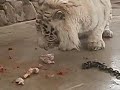 white tiger time of a meal 【ホワイトタイガー食事の時間】